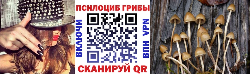 Псилоцибиновые грибы MAGIC MUSHROOMS  нарко площадка телеграм  Великий Новгород 